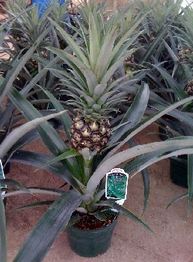6" Bromeliad Pineapple w Edible Fruit